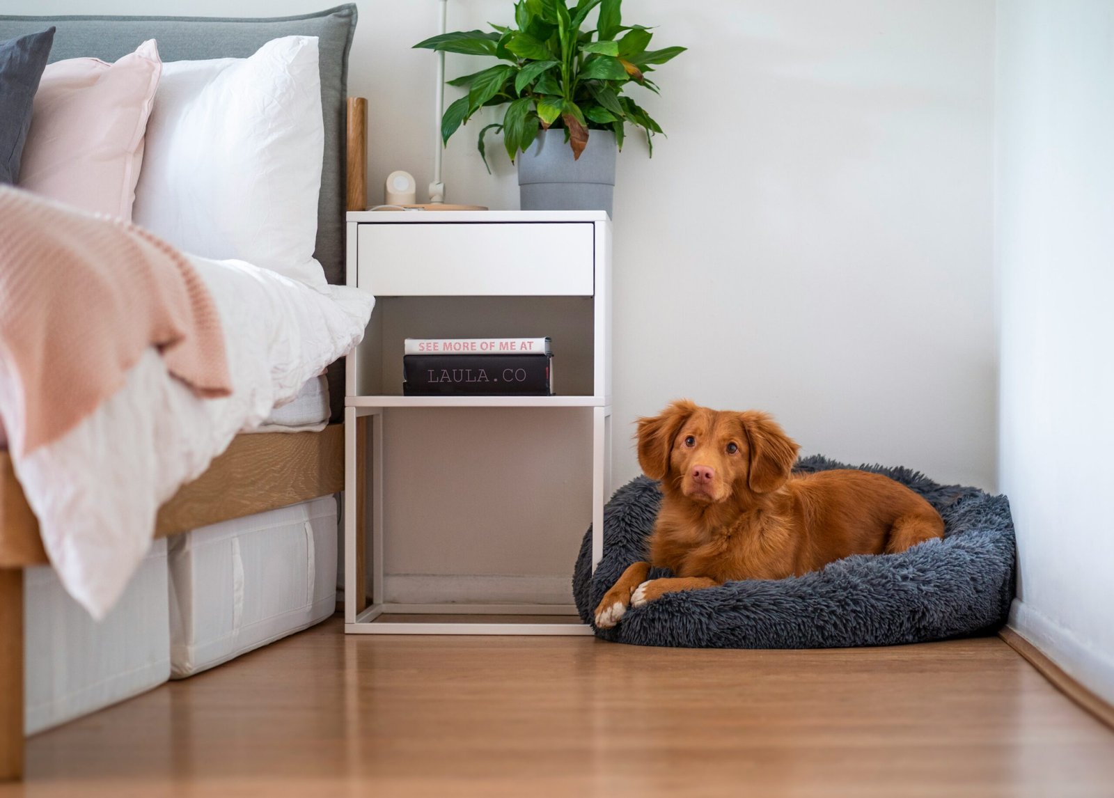 Is Laminate Flooring Better Than Carpet? 4 brown short coated dog lying on white couch